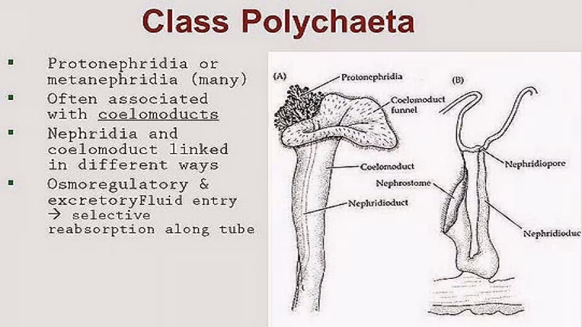 Coelom and Coelomoducts of Annelida.