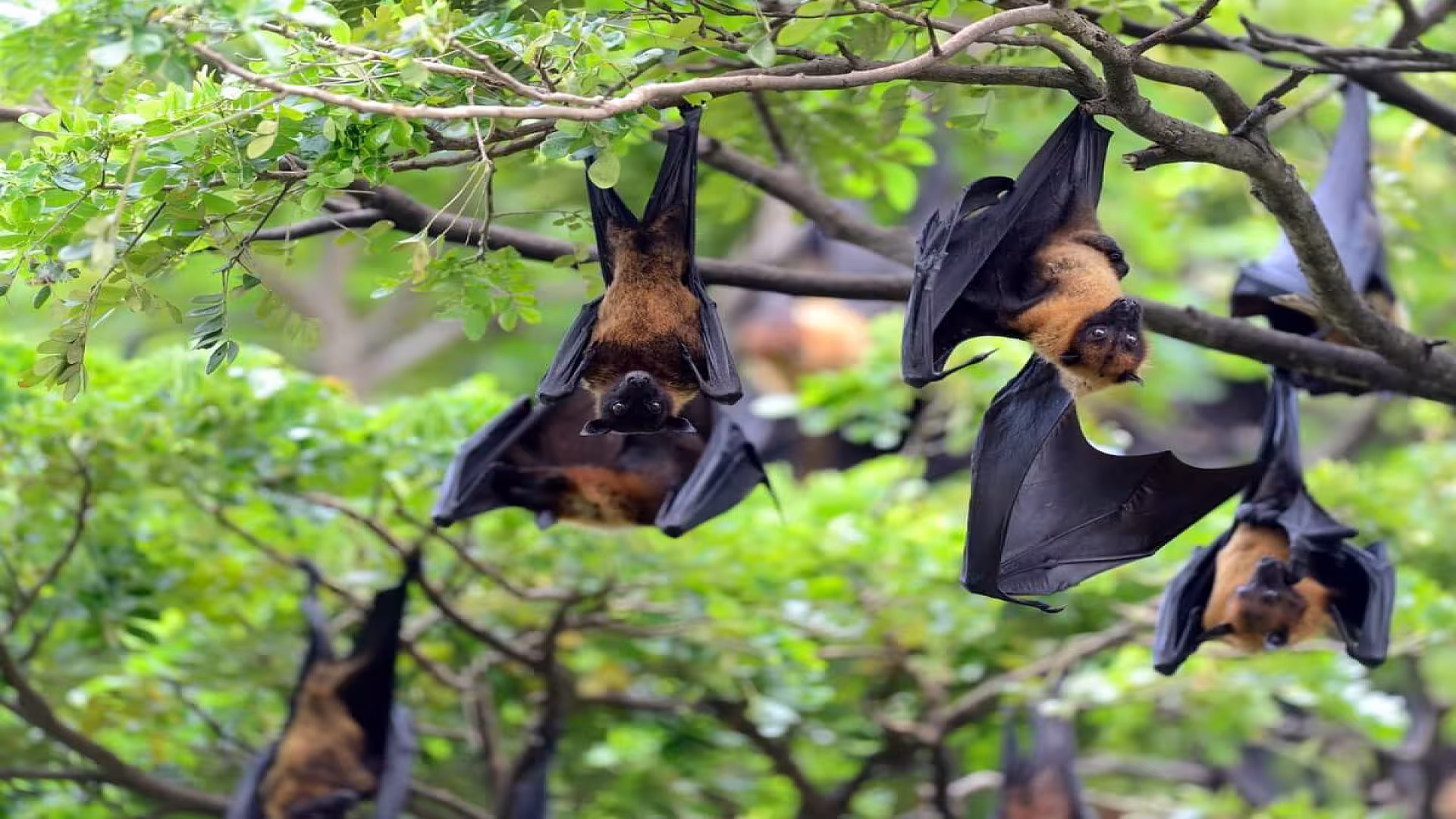 Black Bat