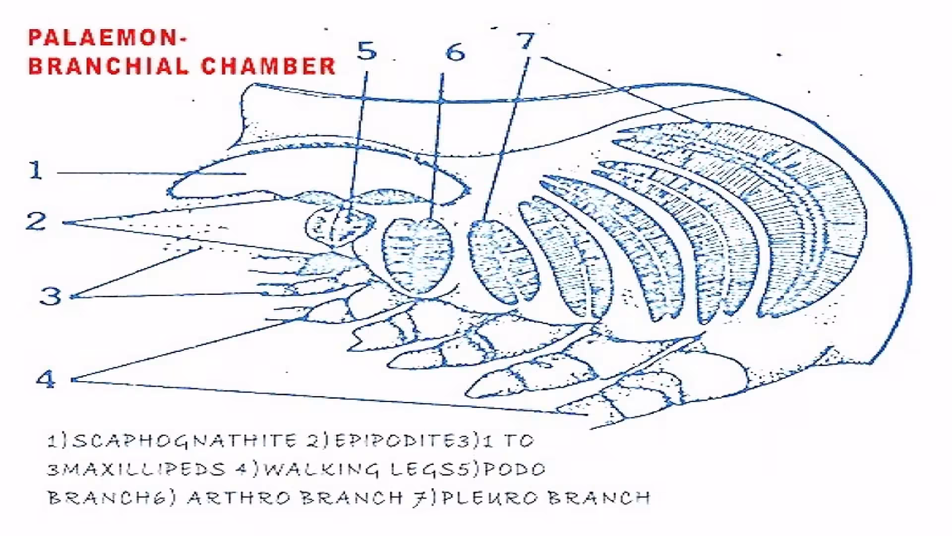 Respiratory System of Palaemon.