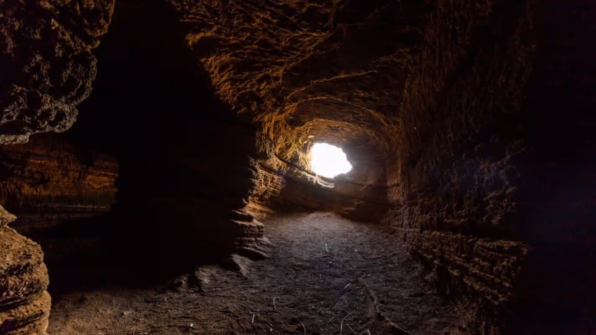 Scientists Uncover 16 Fossil Species Preserved In An Isolated Cave Hidden In New Zealands Forest Scaled