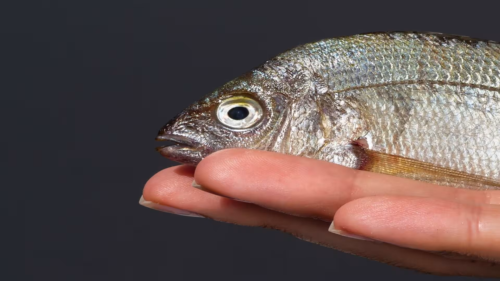 Man Holding a Fish