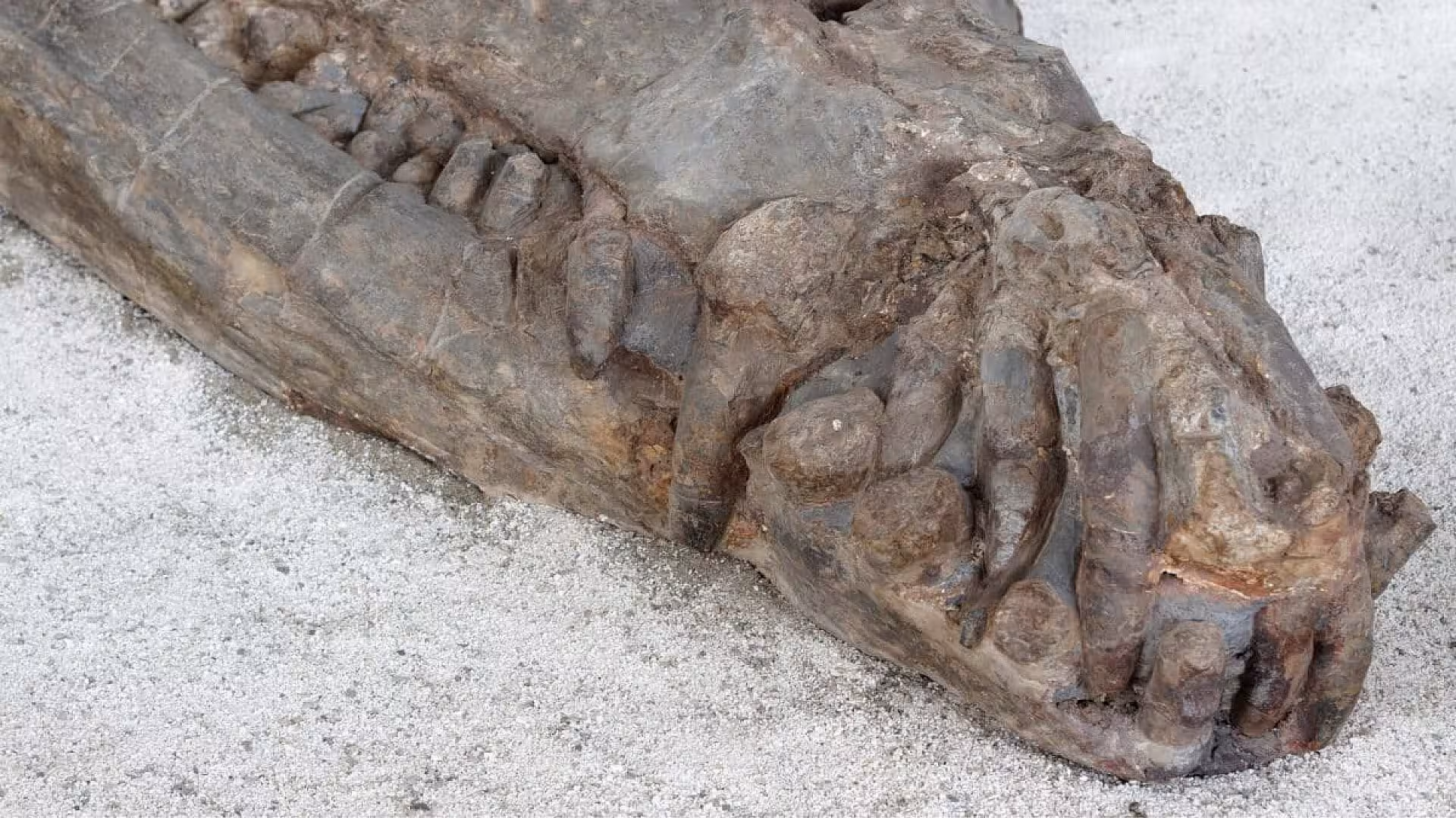 Buried Just Inches Beneath Tunisias Sahara Sands A Fully Intact 10 Meter Long Sea Crocodile Fossil Has Been Found Scaled