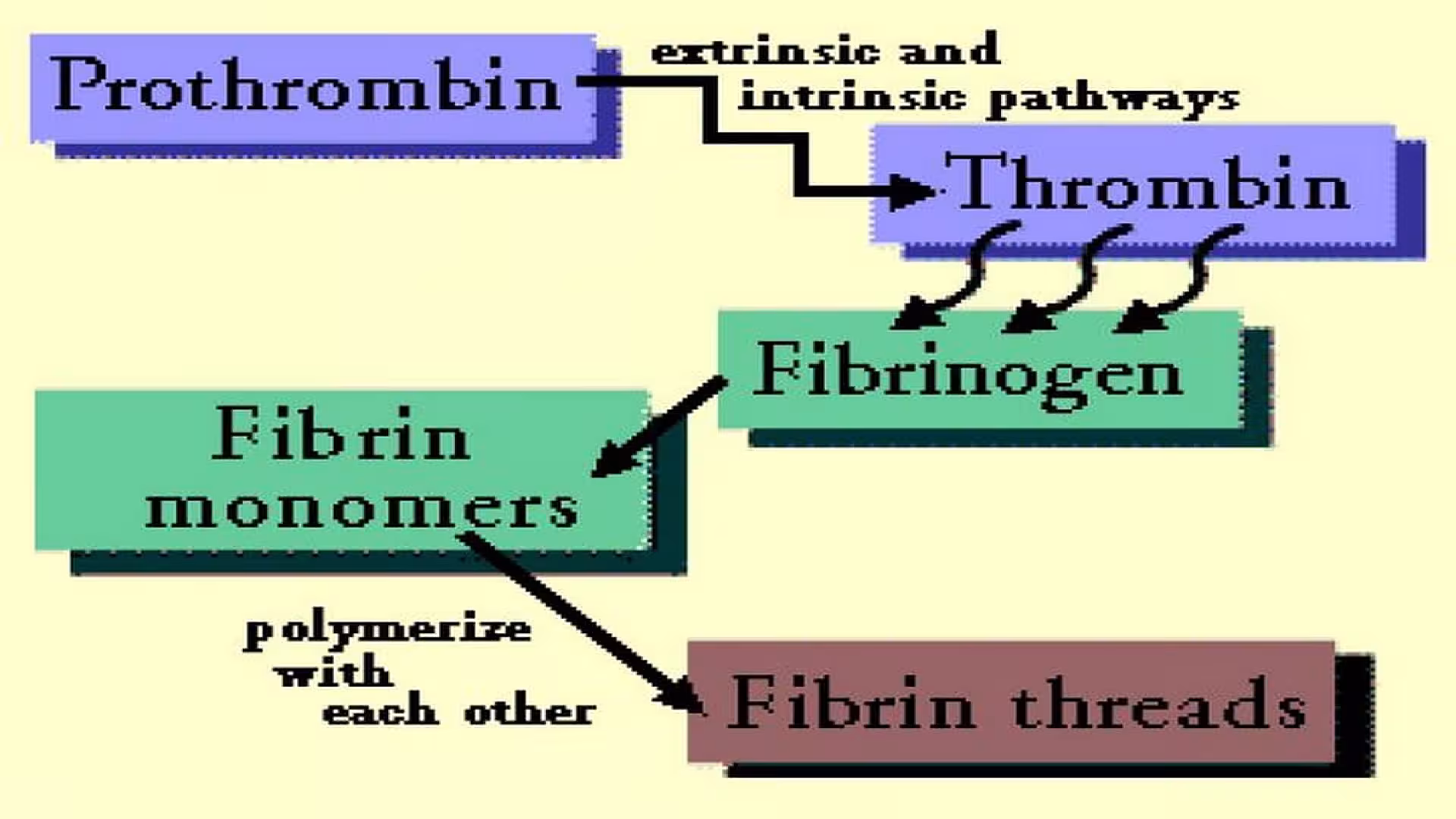 Thrombin Time (TT)