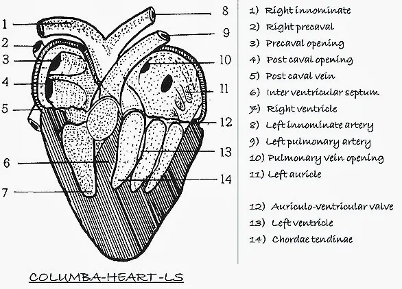 COMPARATIVE ANATOMY: HEART STRUCTURE OF REPTILE, BIRD AND MAMMAL