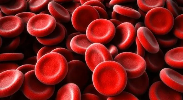 Red Blood Cells (RBC&#039;s)