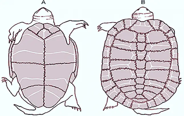 CARAPACE AND PLASTRON