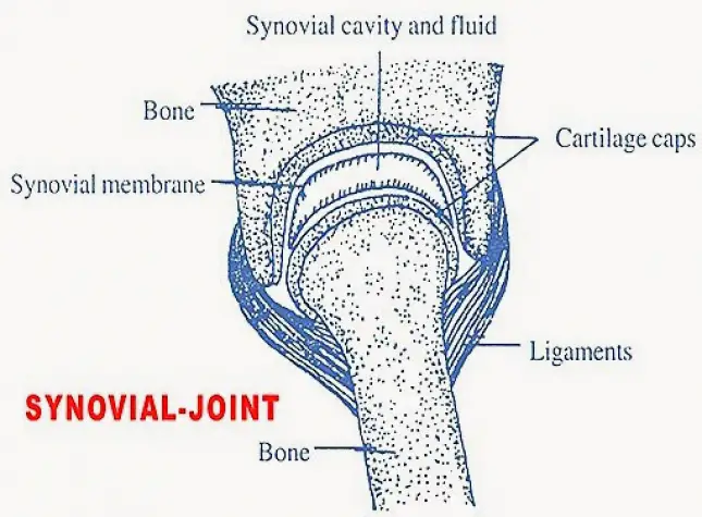SYNOVIAL JOINT