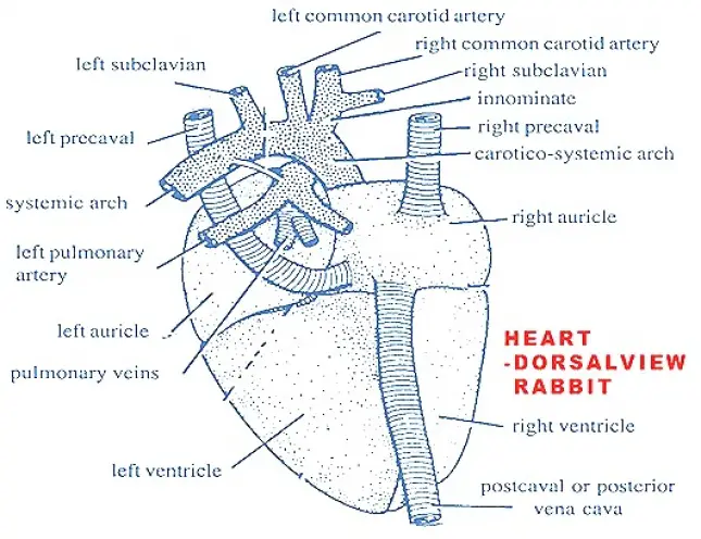 Rabbit&#039;s Heart: Dorsal View