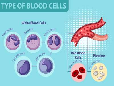 Free vector type of blood cells.
