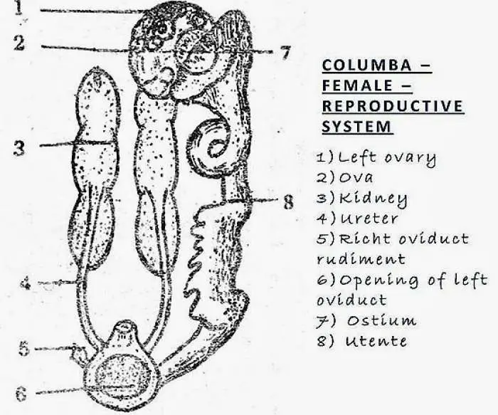 Bird (Columba) - Female Reproductive System