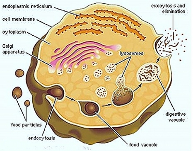 STRUCTURE OF LYSOSOMES