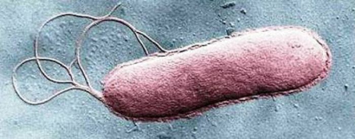 Sabotaging flagella of bacteria to halt infections | Source: Digital media by Tim Sandle