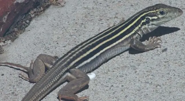 Fastest running reptile — Cnemidophorus