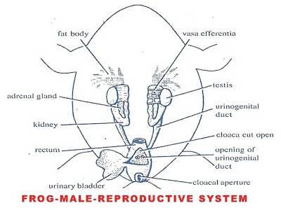 MALE FROG: REPRODUCTIVE SYSTEM