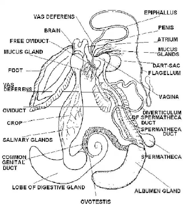 REPRODUCTIVE SYSTEM IN PILA (SNAIL)
