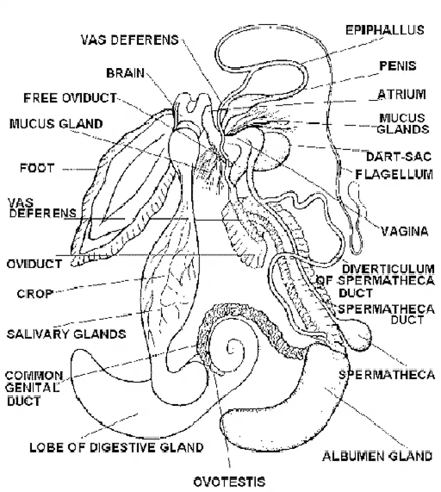 REPRODUCTIVE SYSTEM IN PILA (SNAIL)
