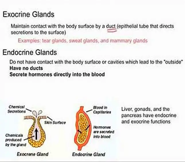 DIFFERENCES BETWEEN ENDOCRINE GLANDS AND EXOCRINE GLANDS