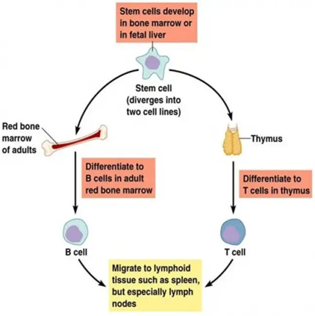 LYMPHOCYTES: B-Cells and T-Cells