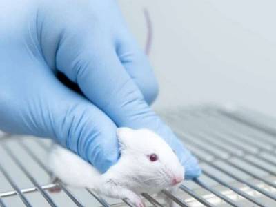 Test Vaccine Elicits Strong Ab Response to SARS-CoV-2 in Mice