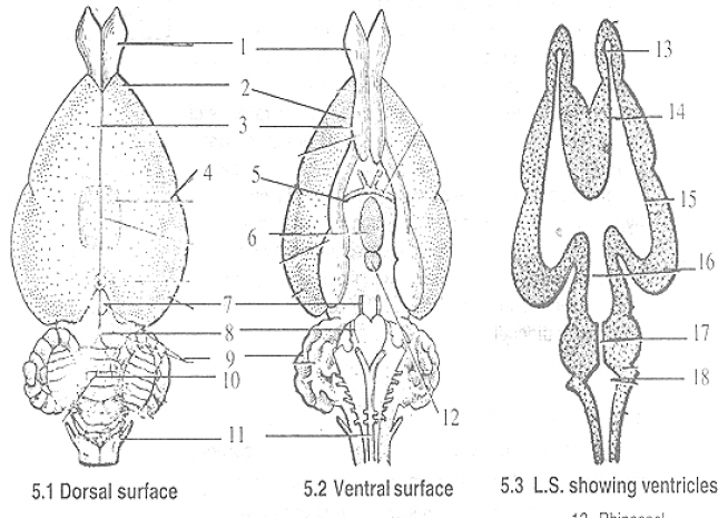 STRUCTURE OF RABBIT BRAIN: 1. Olfactory bulb  2. Frontal lobe  3. Cerebral hemisphere  4. Parietal lobe  5. Optic chiasma  6. Pituitary body  7. Diencephalon  8. Optic lobes  9. Floculi  10. Vermis  11. Medulla  12. Corpus albicans  13. Rhinocoel  14. Lateral ventricle  15. Corpora striata  16. Third ventricle  17. Iter  18. Fourth ventricle