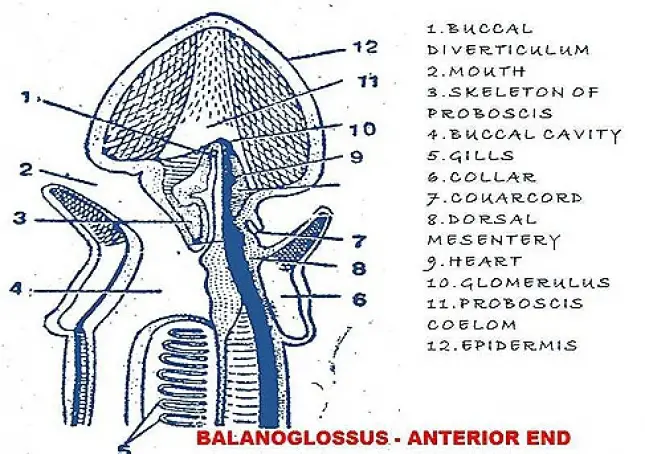 DIGESTIVE SYSTEM OF BALANOGLOSSUS
