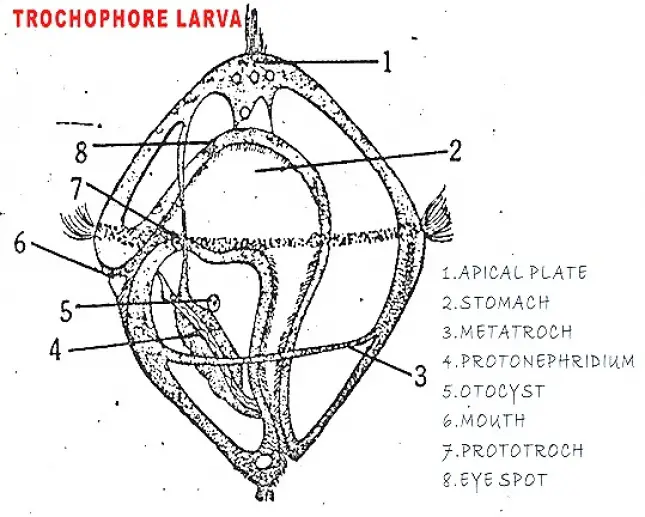 TROCHOPHORE LARVA