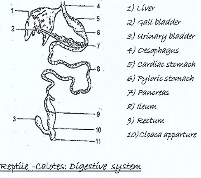 DIGESTIVE SYSTEM OF REPTILE