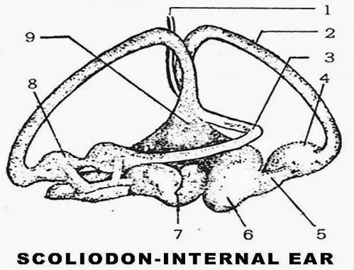 SCOLIODON (INTERNAL EAR): 1) Ducts endo lymphaticus  2) Posterior semi circular canal  3) Horizontal semi-circular  4) Ampulla of posterior vertical canal  5) Nerve  6) Lagena  7) Sacculus  8) Ampulla of anterior vertical canal  9) Utricles