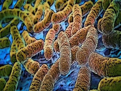 GUT FEELING INDUCED BY GUT FLORA