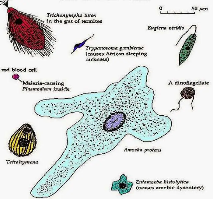 General Characters of Protozoa