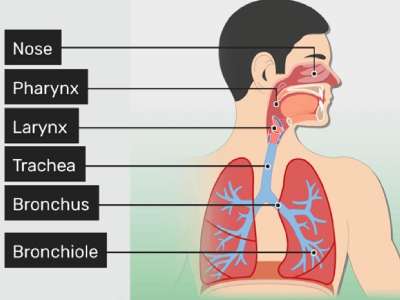 Main parts of the respiratory system