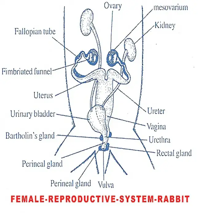 REPRODUCTIVE SYSTEM OF FEMALE RABBIT