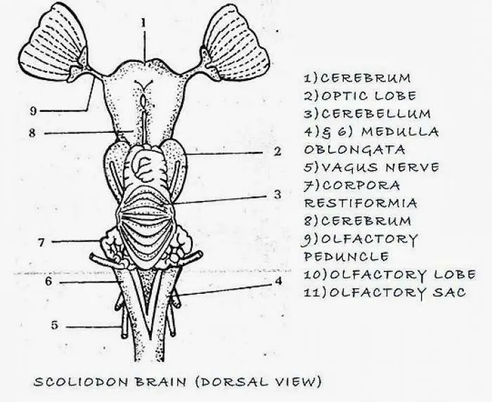 Scoliodon Brain (Dorsal View)