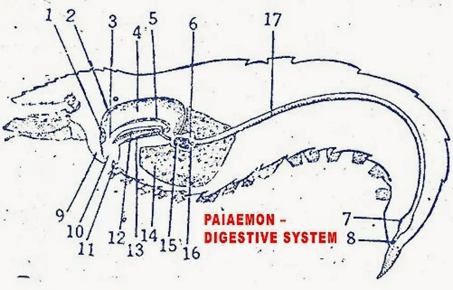 Digestive System Of Prawn Diagram