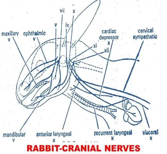 CRANIAL NERVES IN RABBIT