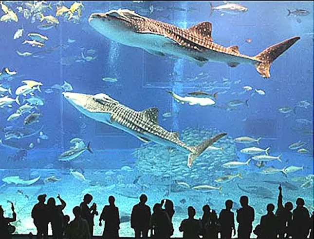 Monterey Bay Aquarium California U.S.A.