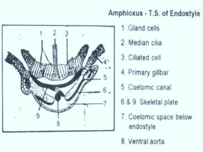 ENDOSTYLE IN AMPHIOXUS
