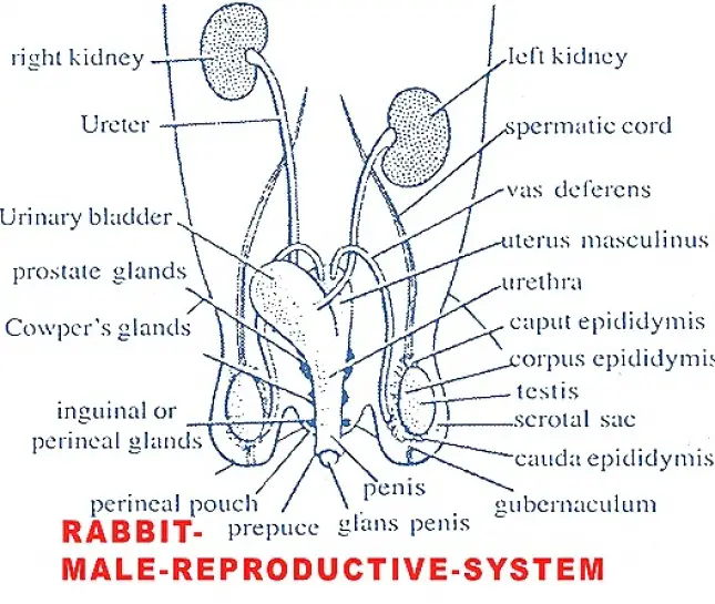 REPRODUCTIVE SYSTEM OF MALE RABBIT