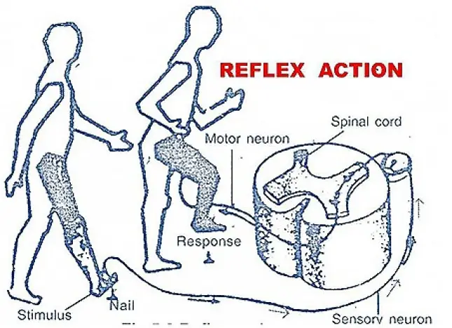 REFLEX ACTIONS