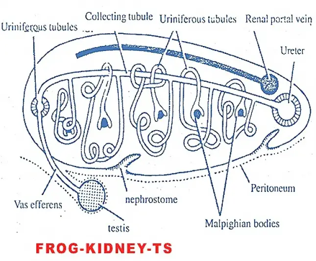 T.S. of frog kidney