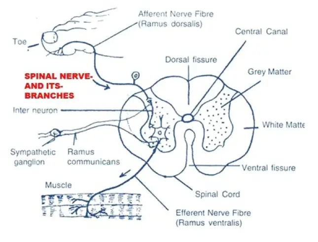 SPINAL NERVES IN RABBIT