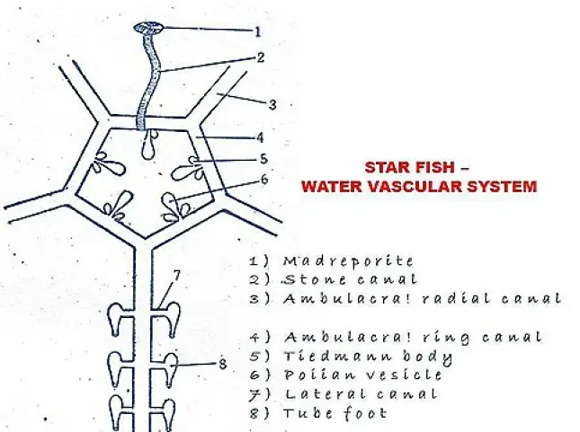 WATER VASCULAR SYSTEM IN STARFISH