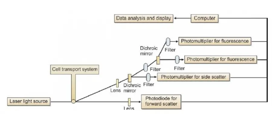 Principle of working of a flow cytometer