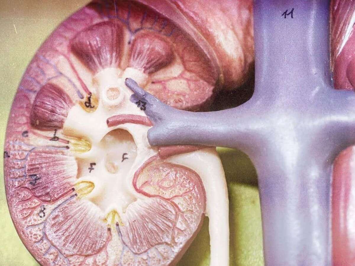 Study and learn about kidney in laboratory.