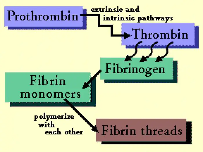 Conversion of Fibrinogen to Fibrin by Thrombin