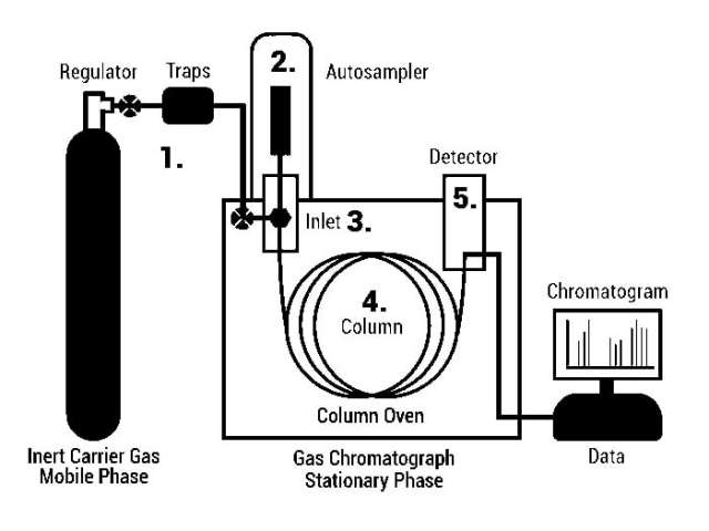 The carrier gas transports the sample molecules through the GC system.