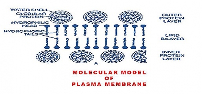 MOLECULAR MODEL OF PLASMA MEMBRANE