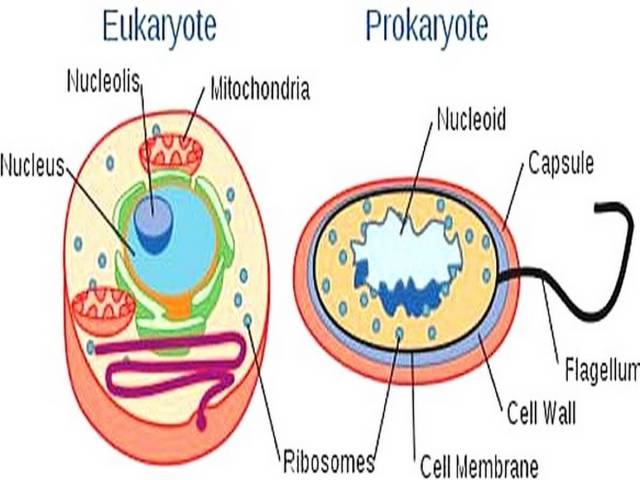Differences between Prokaryotic Cell and Eukaryotic Cell