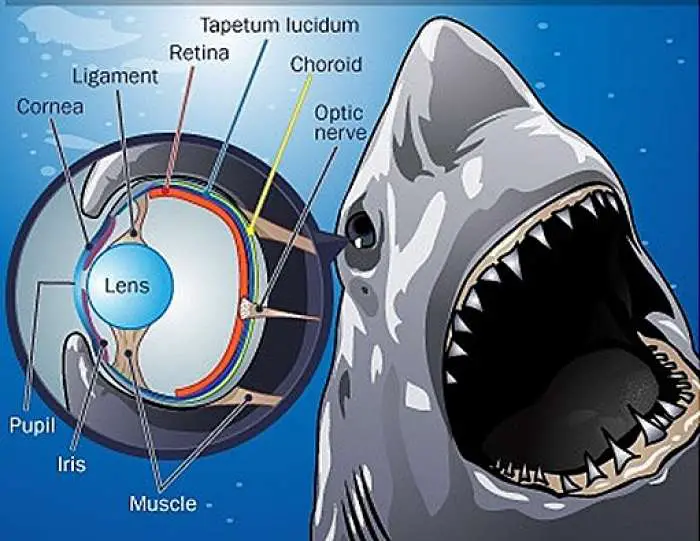 STRUCTURE OF SHARK EYES