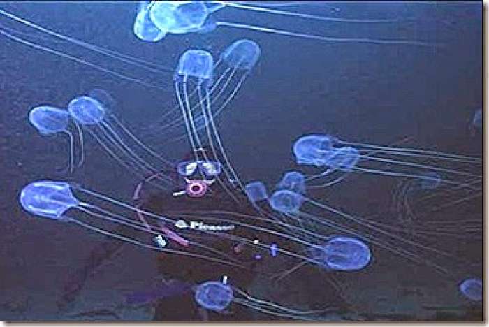 Aurelia (Jellyfish)